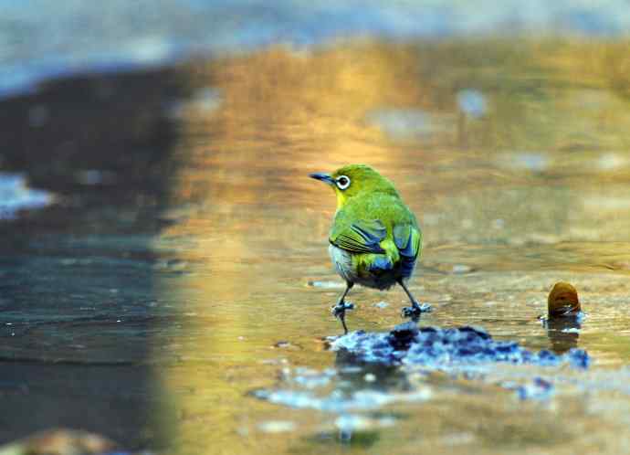 暗绿绣眼鸟（1）