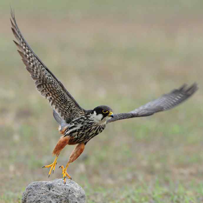 瞬间（野鸭湖燕隼）