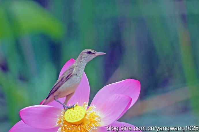东方大苇莺与荷花(5) 东方大苇莺与荷花(5)