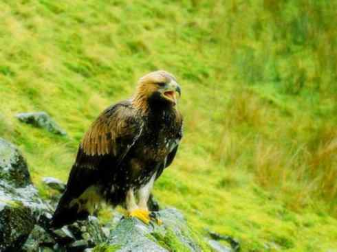 家禽驯化之源之六