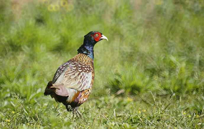 洋县朝圣鈥斺敾肪憋艏
