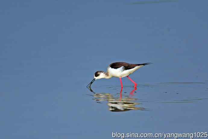 黑翅长脚鹬（2）