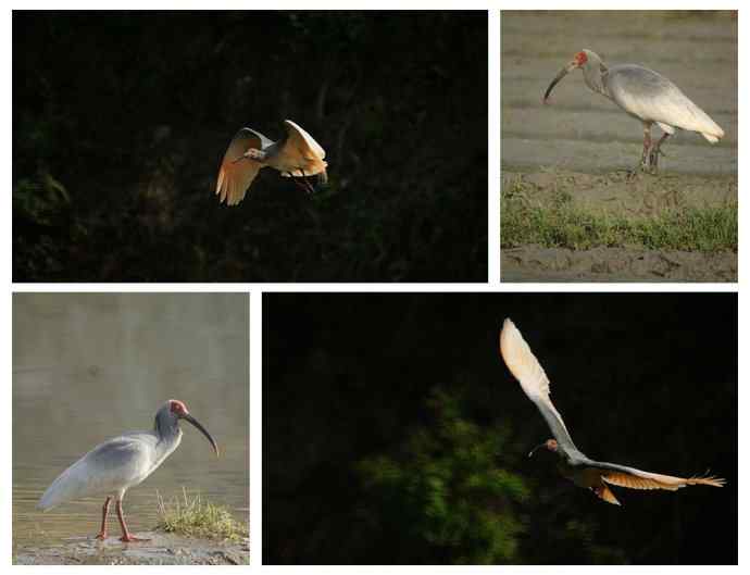 洋县朝圣鈥斺斠藕吨禧q