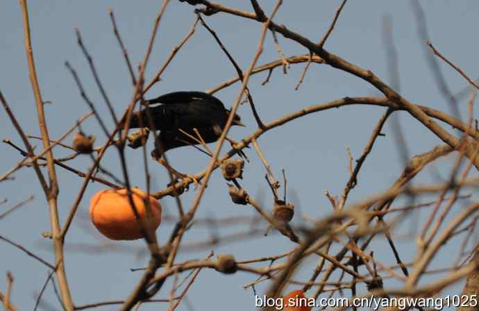 谁爱吃柿子？（八哥）