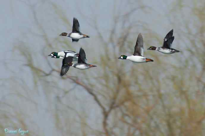春来西堤好鸭多