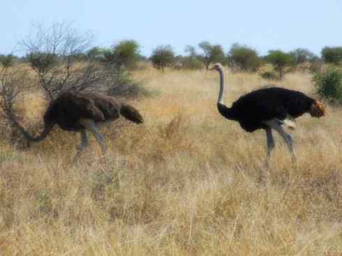 家禽驯化之源之十二 家禽驯化之源之十二