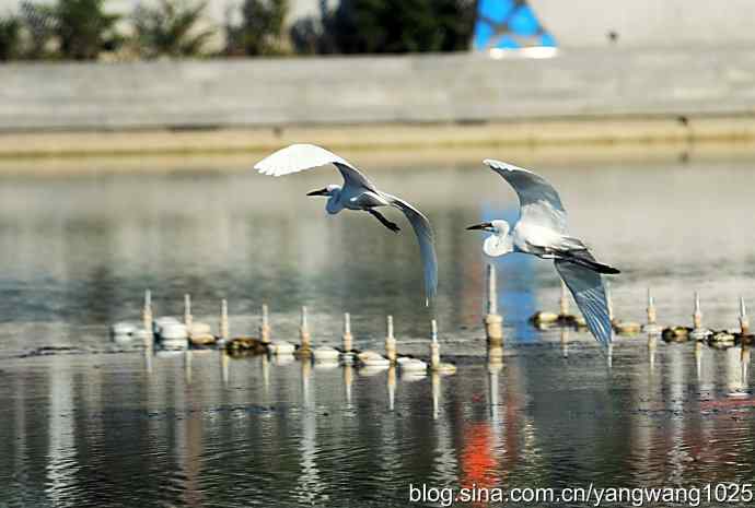飞(白鹭)2 飞(白鹭)2