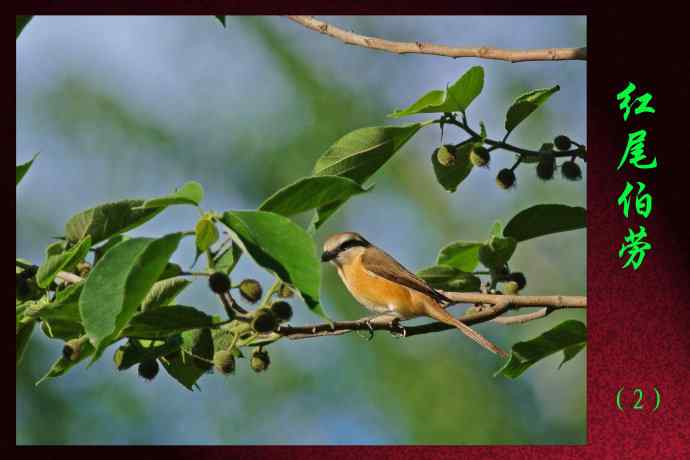 红尾伯劳（2）