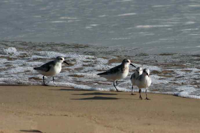 摄鸟拾趣（五） wbr三趾鹬 wbr2008.09