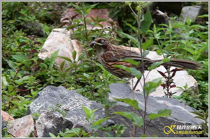 记录高原山鹑&bull;矛纹草鹛&bull;栗腹矶鸫【照片】