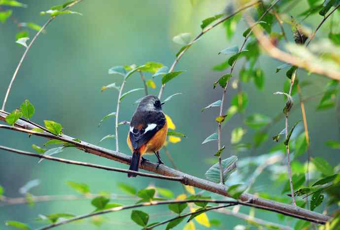 雄性北红尾鸲（20）