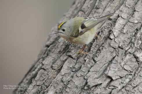 心仪已久的小戴菊