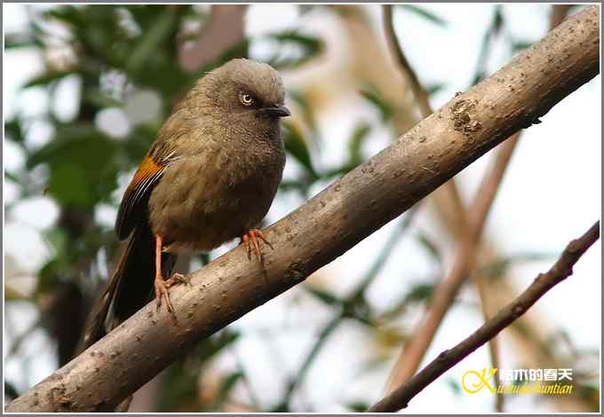 噪鹛系列之二：橙翅噪鹛【照片】
