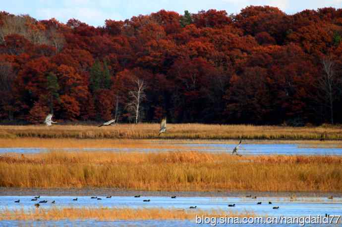 沙丘鹤(12) 沙丘鹤(12)