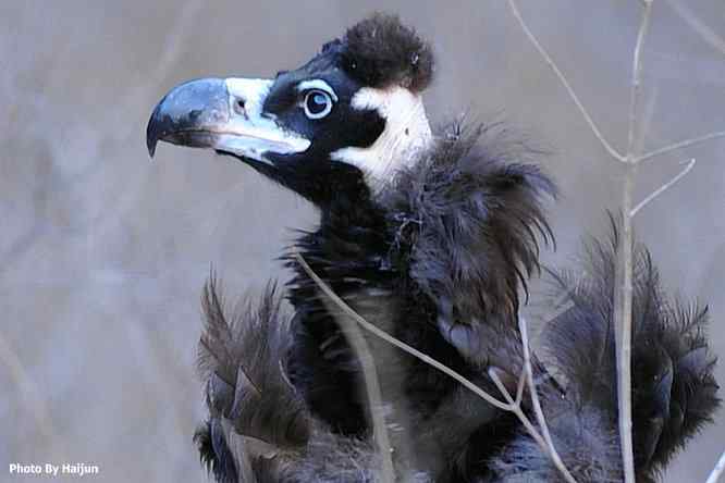 驱车永定河峡谷拍摄秃鹫