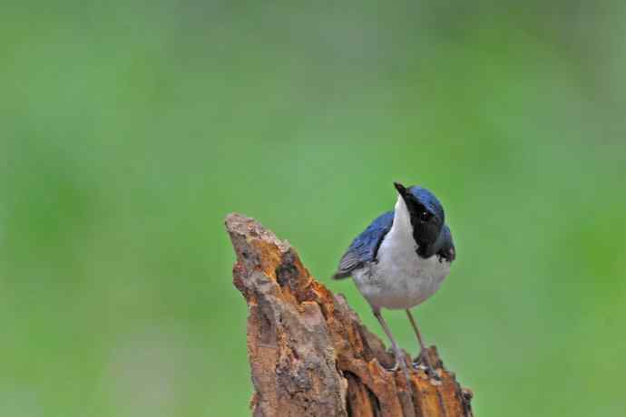 雄性蓝歌鸲（12）