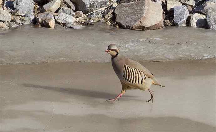 涧底有鸡鸣 wbr石上意踟躇