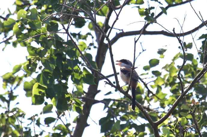 摄鸟拾趣（十三） wbr棕背伯劳