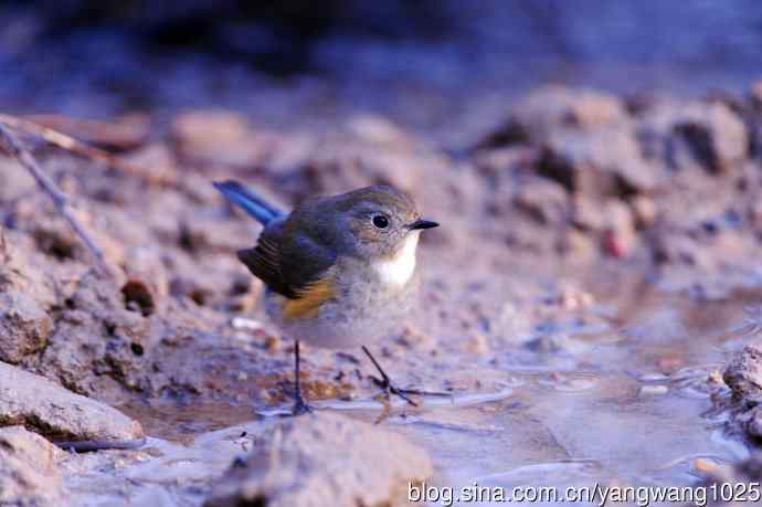 雌性红胁蓝尾鸲（37）