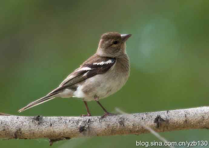 苍头燕雀标准像（组图，12张图片）