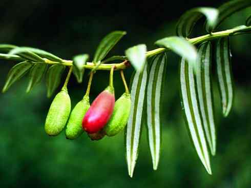 鱼类活化石：齿蝶鱼