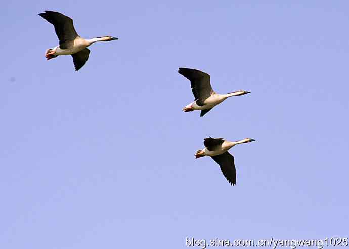 上庄水库的收获（鸿雁）1