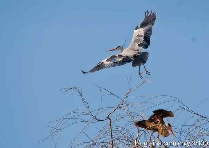 翠湖繁殖羽（组图，12张图片）