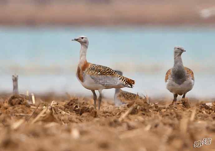 密云水库&nbsp;wbr路&nbsp;wbr大鸨