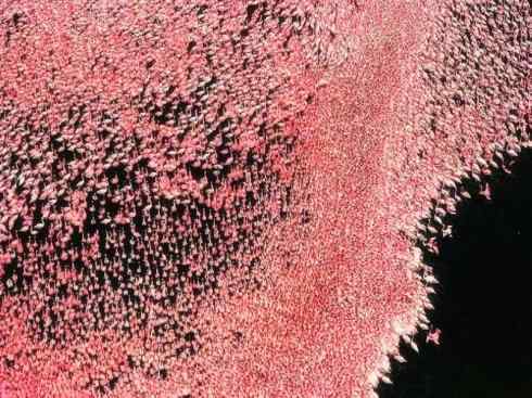 猎奇：十大奇异鸟类之二（极乐鸟、火烈鸟、猴面鹰）