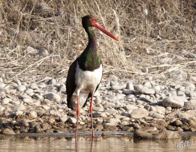 白河峡谷拍鸟——黑鹳