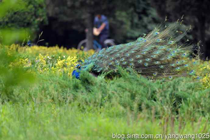 蓝孔雀（开屏）续