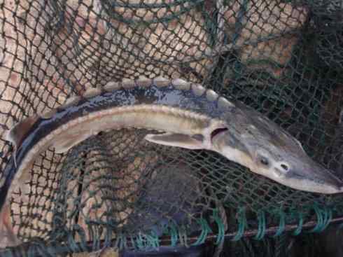 鱼类活化石：中华鲟