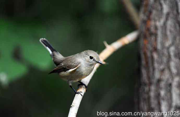 红喉姬鹟（25）