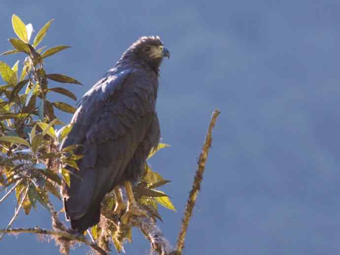犬科：狐亚科伪狐属之阿根廷狐、山狐、达尔文狐