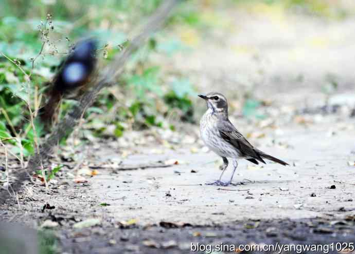 赤颈鸫的一个亚种（记录版）