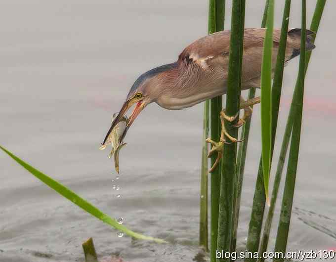 铁证！——实拍黄大脚作案全过程（组图，15张图片）