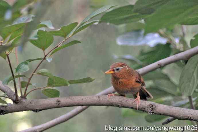 画眉鸟（记录版）