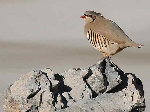 石鸡 wbr. wbr时机