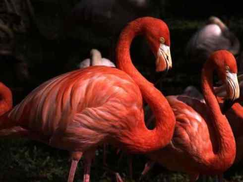 极品红色鸟类：火烈鸟