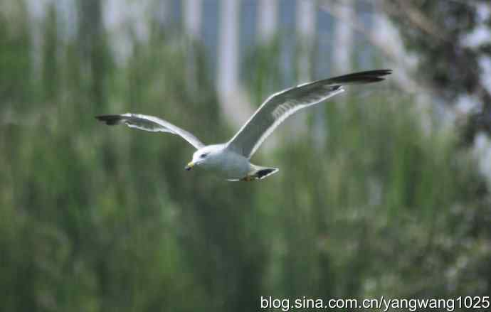 飞（海鸥） wbr1