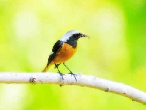 家禽驯化之源之二十七