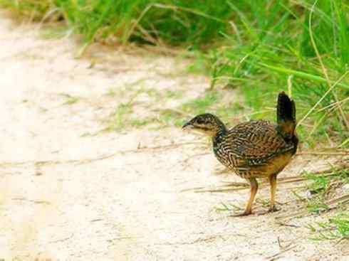 家禽驯化之源之九 家禽驯化之源之九