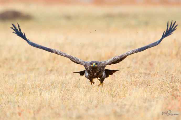 一组草原雕迎面起飞和飞行图（拍摄距离60米）