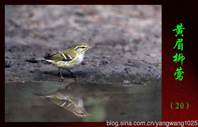 黄眉柳莺（20）