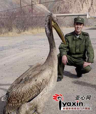 白鹈鹕也能吃素