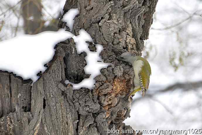 灰头绿啄木鸟（雌性）