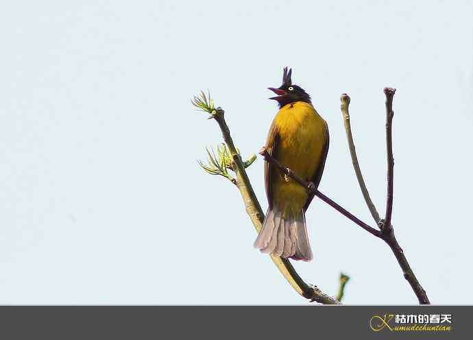 云南拍鸟：记录到九种鈥滒氢潯臼蹬摹