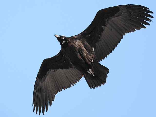 峡谷中 wbr. wbr沐浴阳光的秃鹫