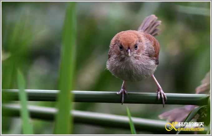 棕头鸦雀&bull;灰喉鸦雀【照片】