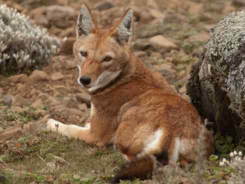 犬科:犬亚科犬属之西门豺、侧纹豺(胡狼类) 犬科:犬亚科犬属之西门豺、侧纹豺(胡狼类)